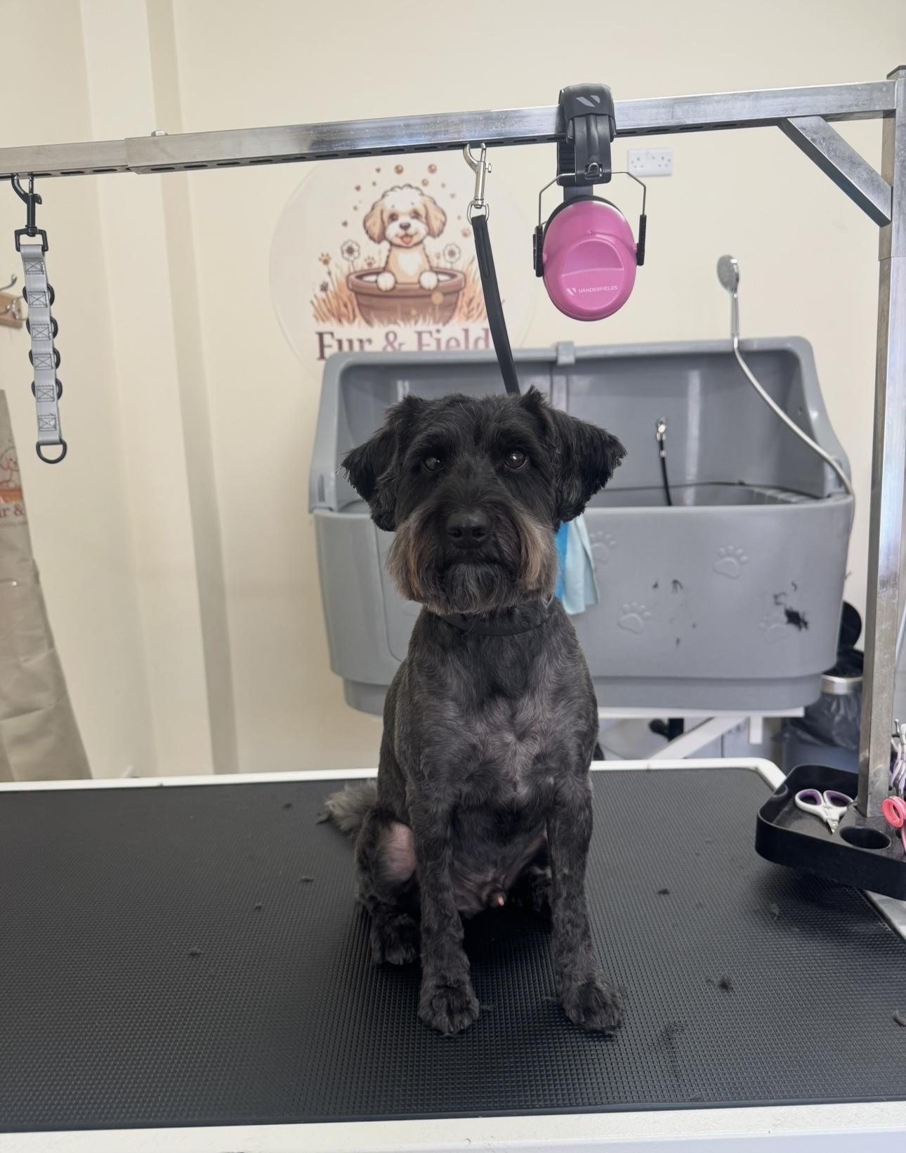 A black dog freshly groomed in the salon.