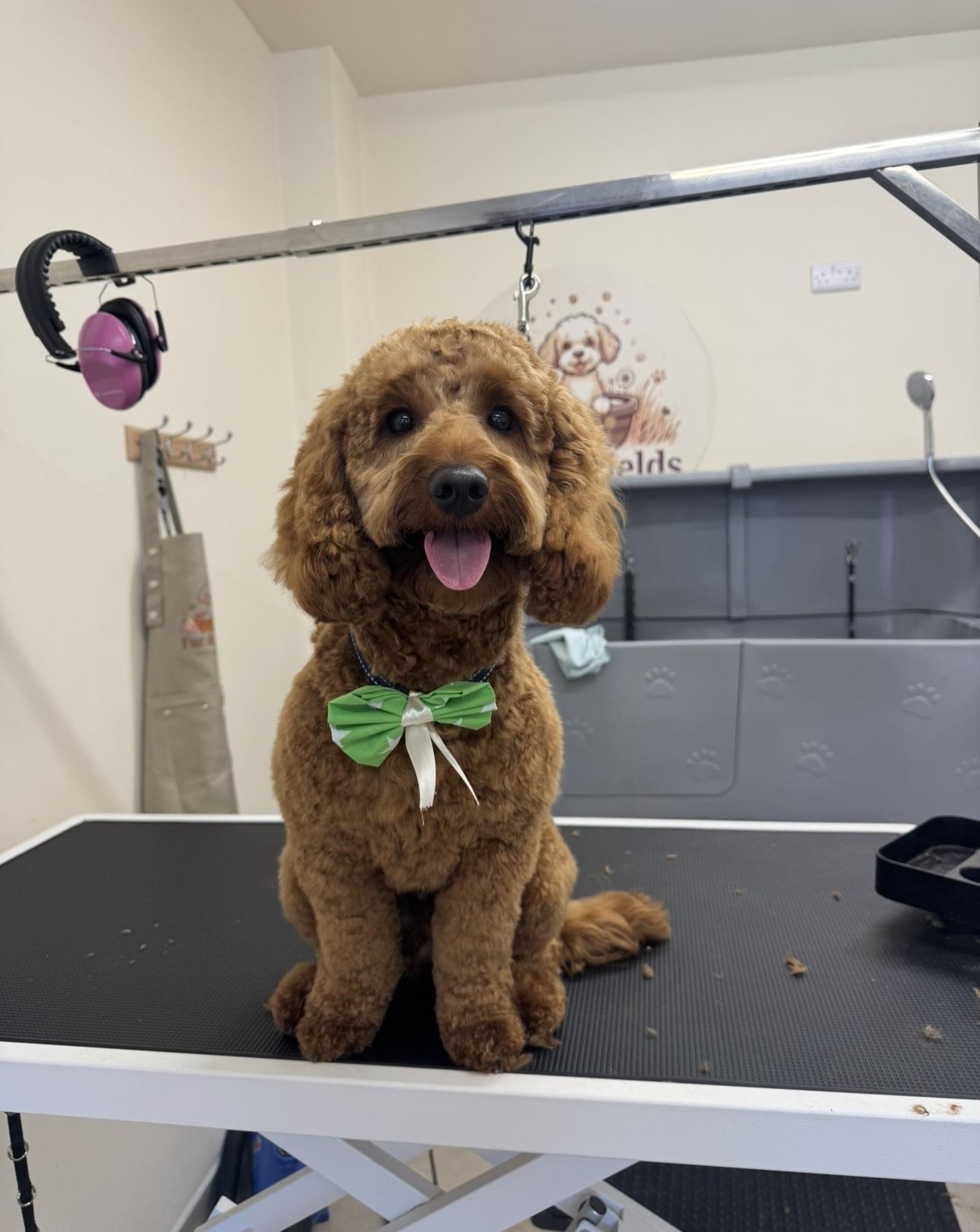 A ginger Cockapoo wearing a green bow.