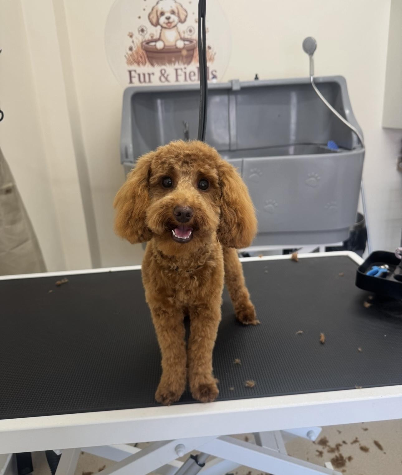 A ginger toy Poodle after a groom.