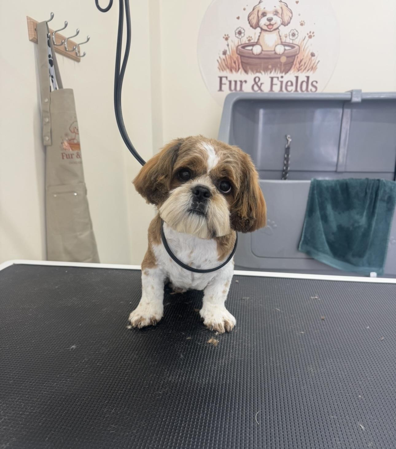 A neatly groomed Shih Tzu.