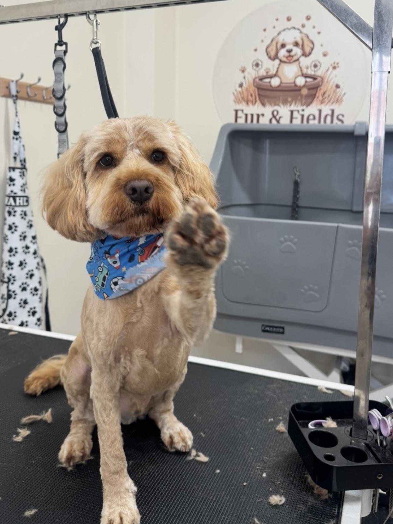 A blonde Cockapoo lifting a paw.