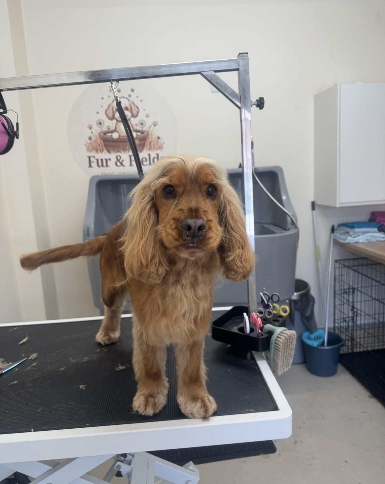 A ginger Show Cocker with long, groomed hair.