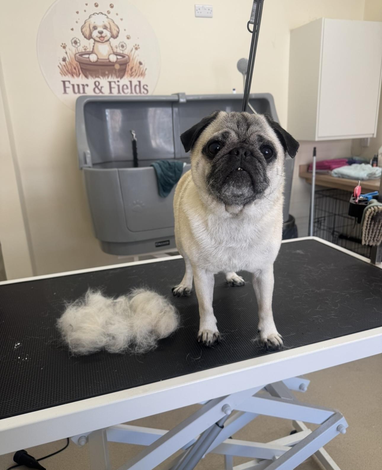 A Pug in the Fur&Fields salon.