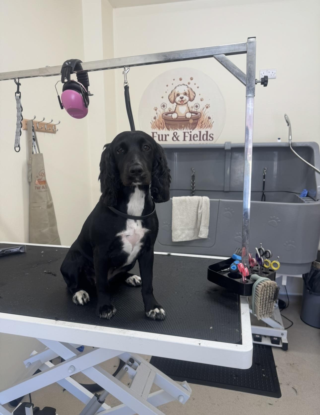 A black and white Spaniel on the grooming table.