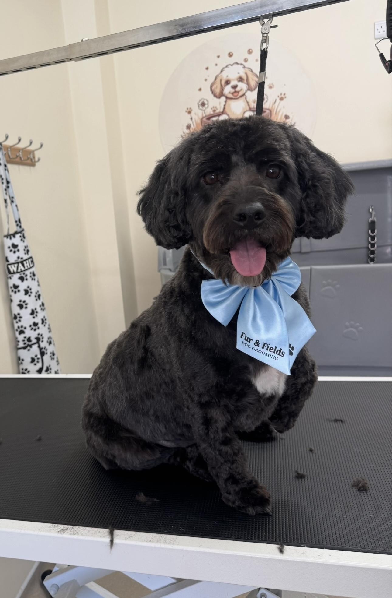 A black Cockapoo wearing a blue bow.