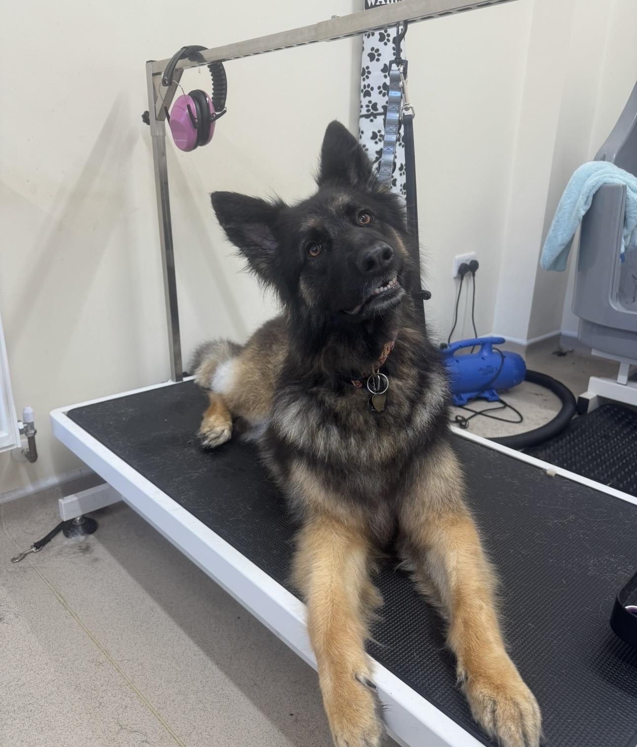 A German Shepherd relaxing on the grooming table.