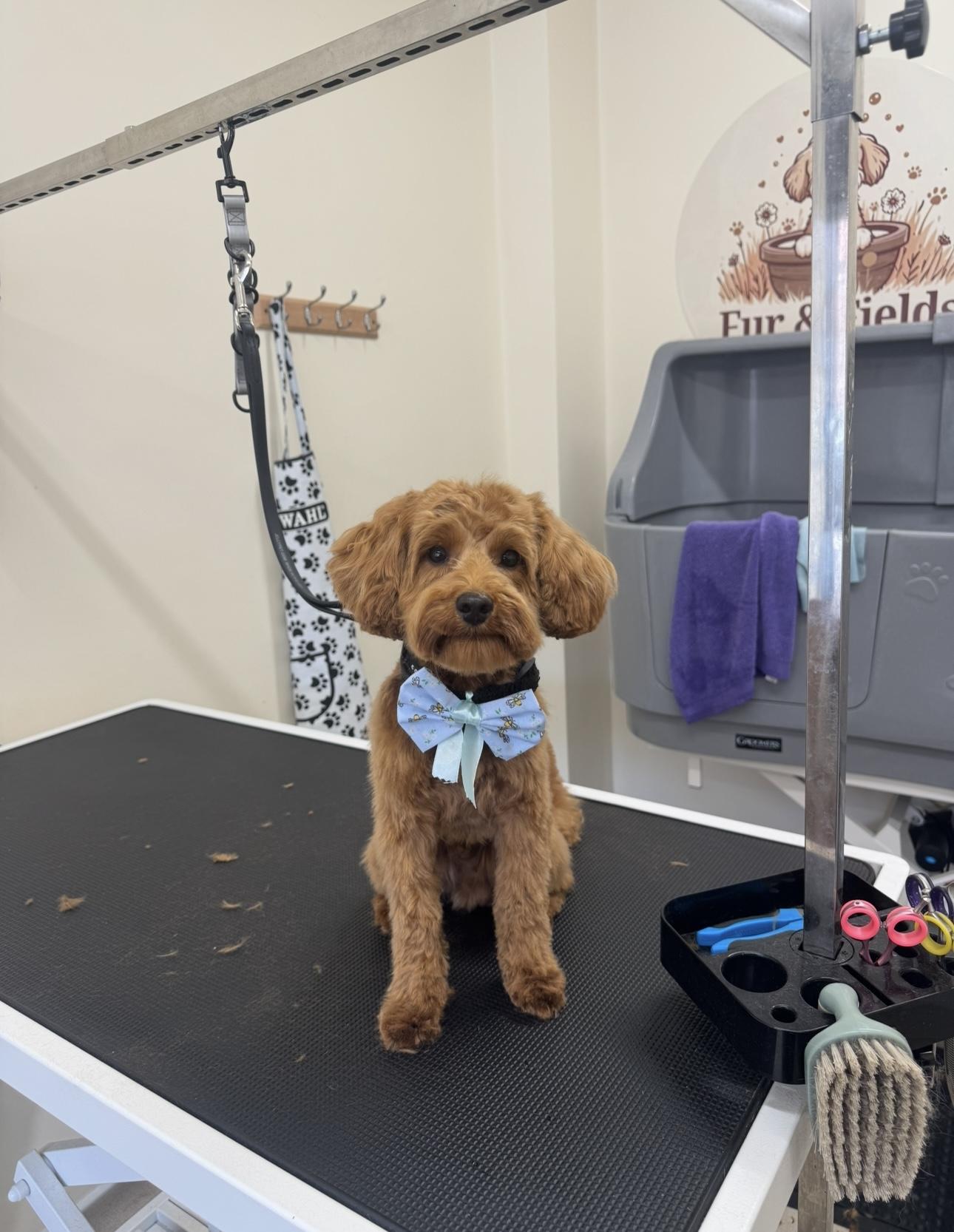 A ginger mini dog wearing a blue bow.