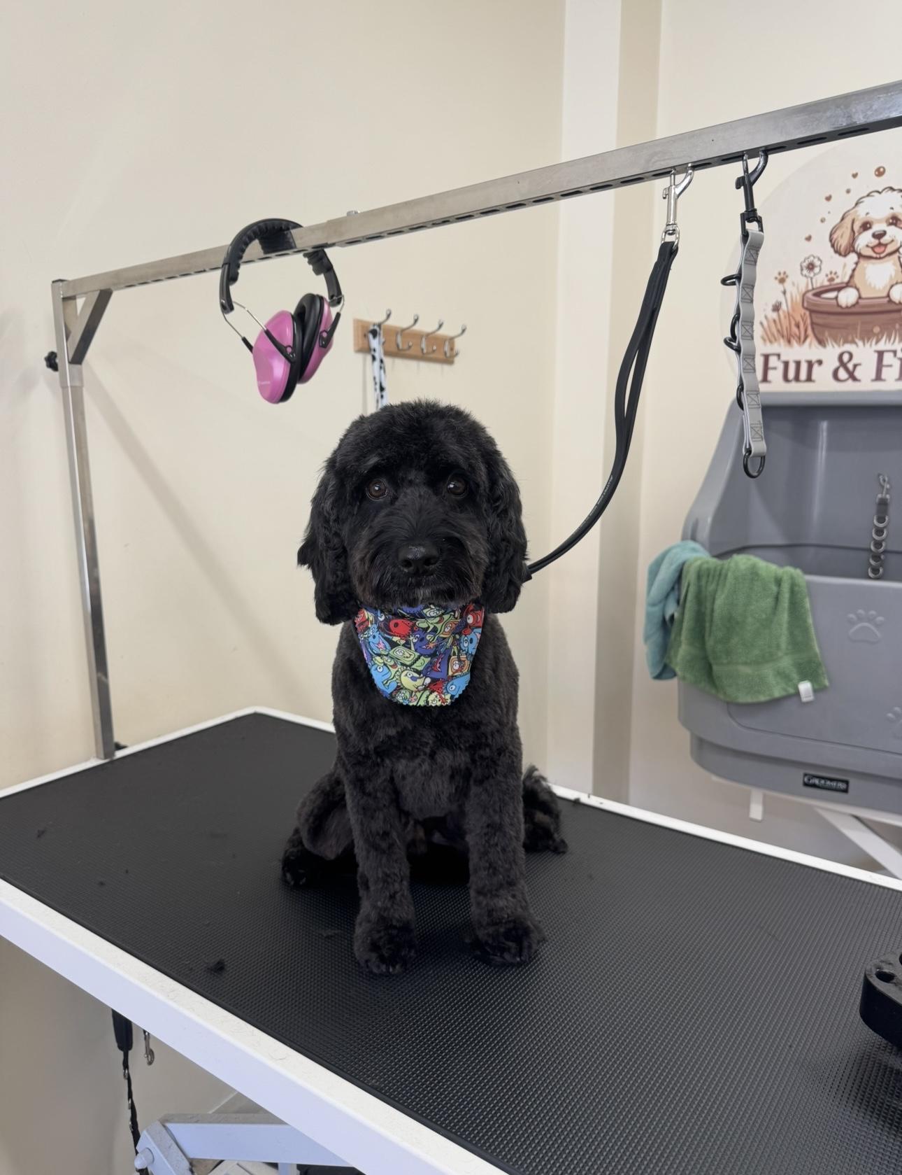 A black dog wearing a patterned bandana.
