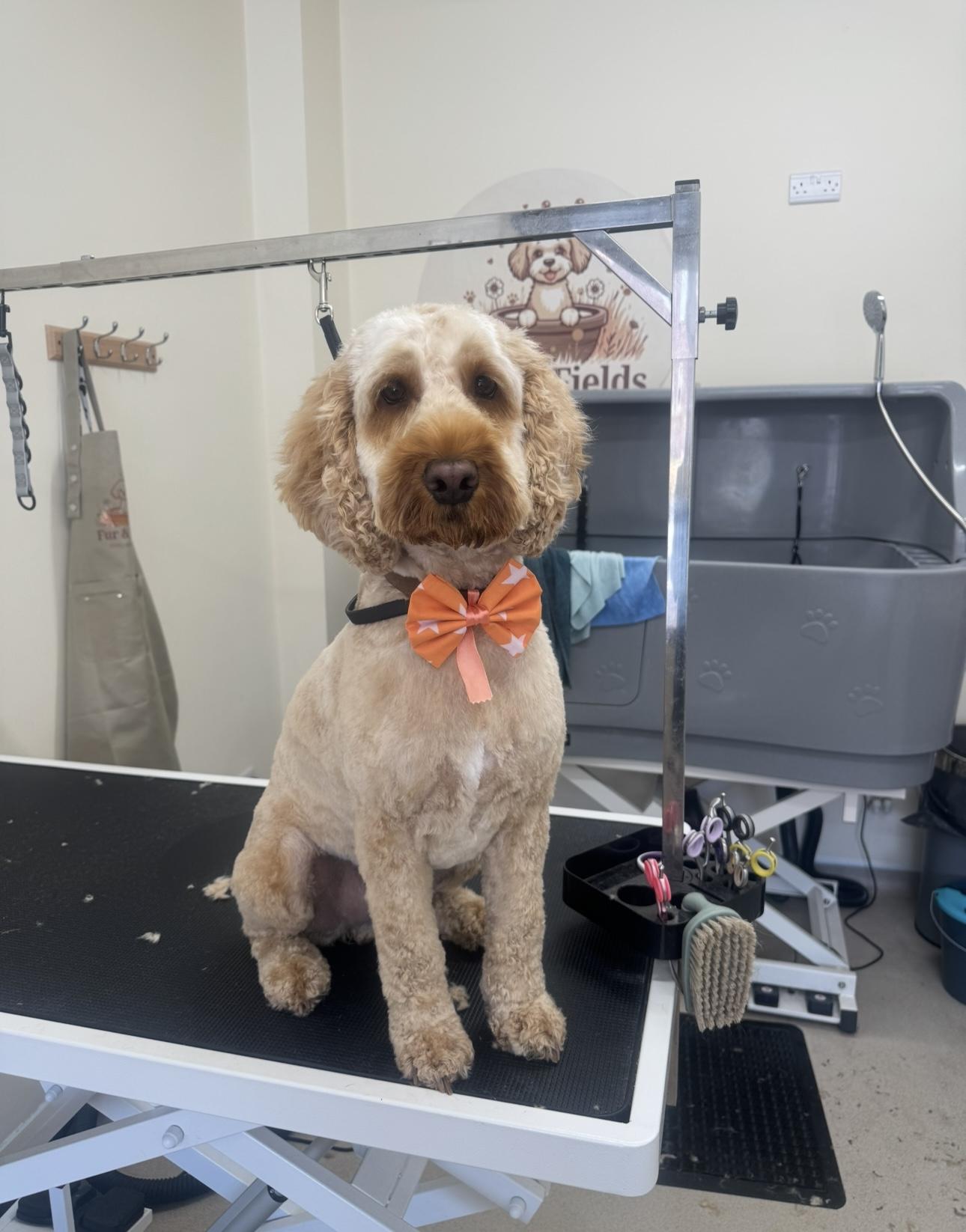 A beige dog wearing an orange bow.