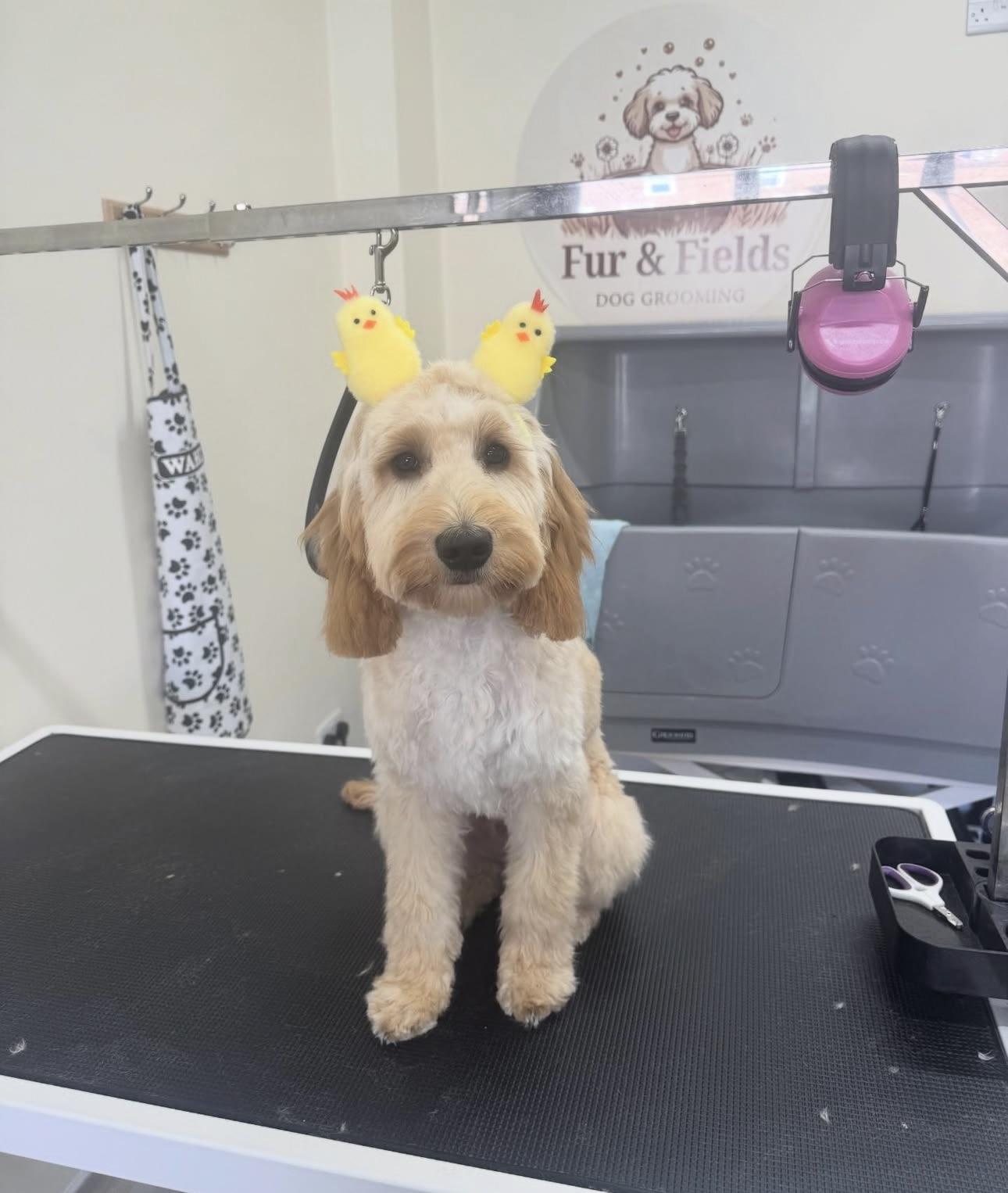 A beige puppy wearing a chick headband.