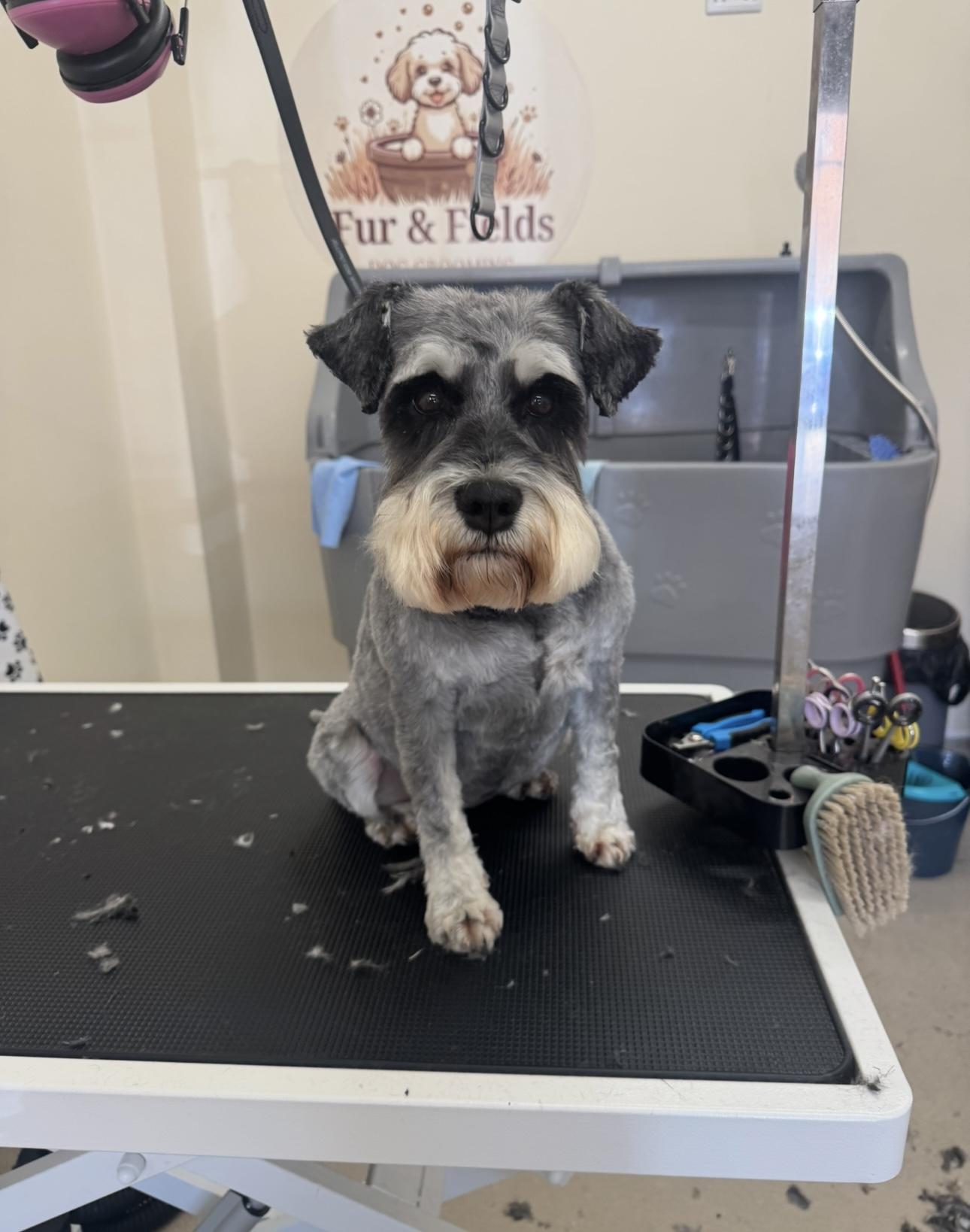 A Schnauzer after its groom.