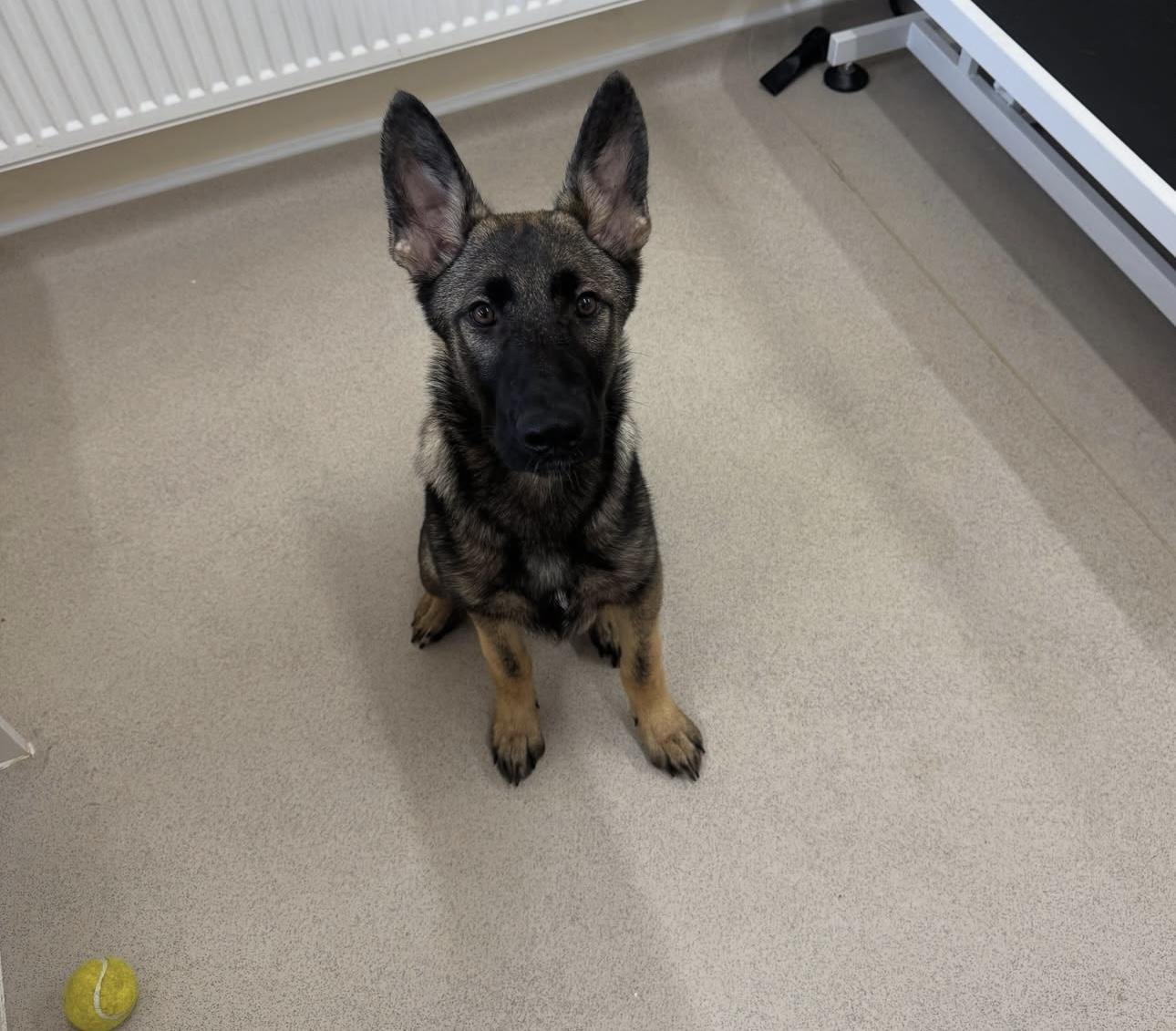 A German Shepherd puppy on the floor.
