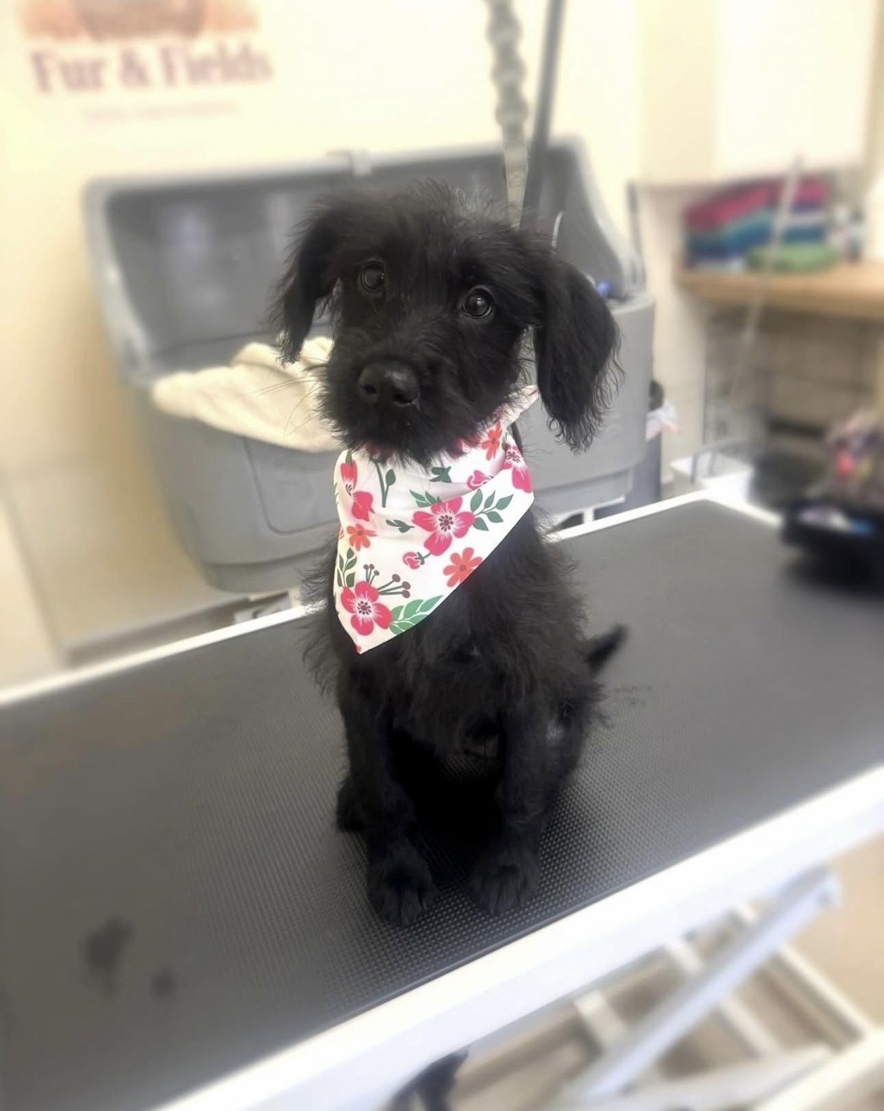 A ginger Cocker Spaniel puppy with a pink Fur&Fields bow.