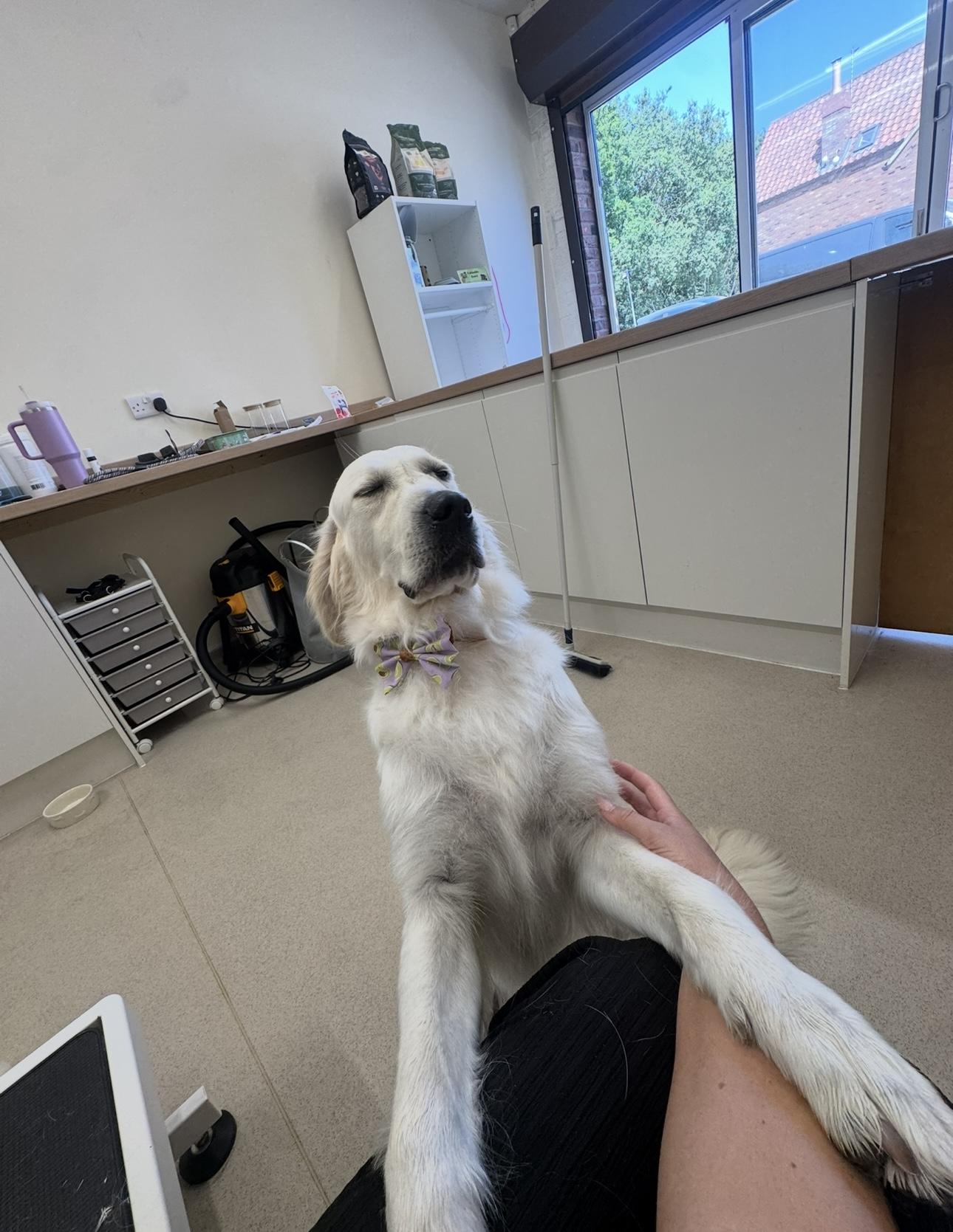 A white dog relaxing after grooming.