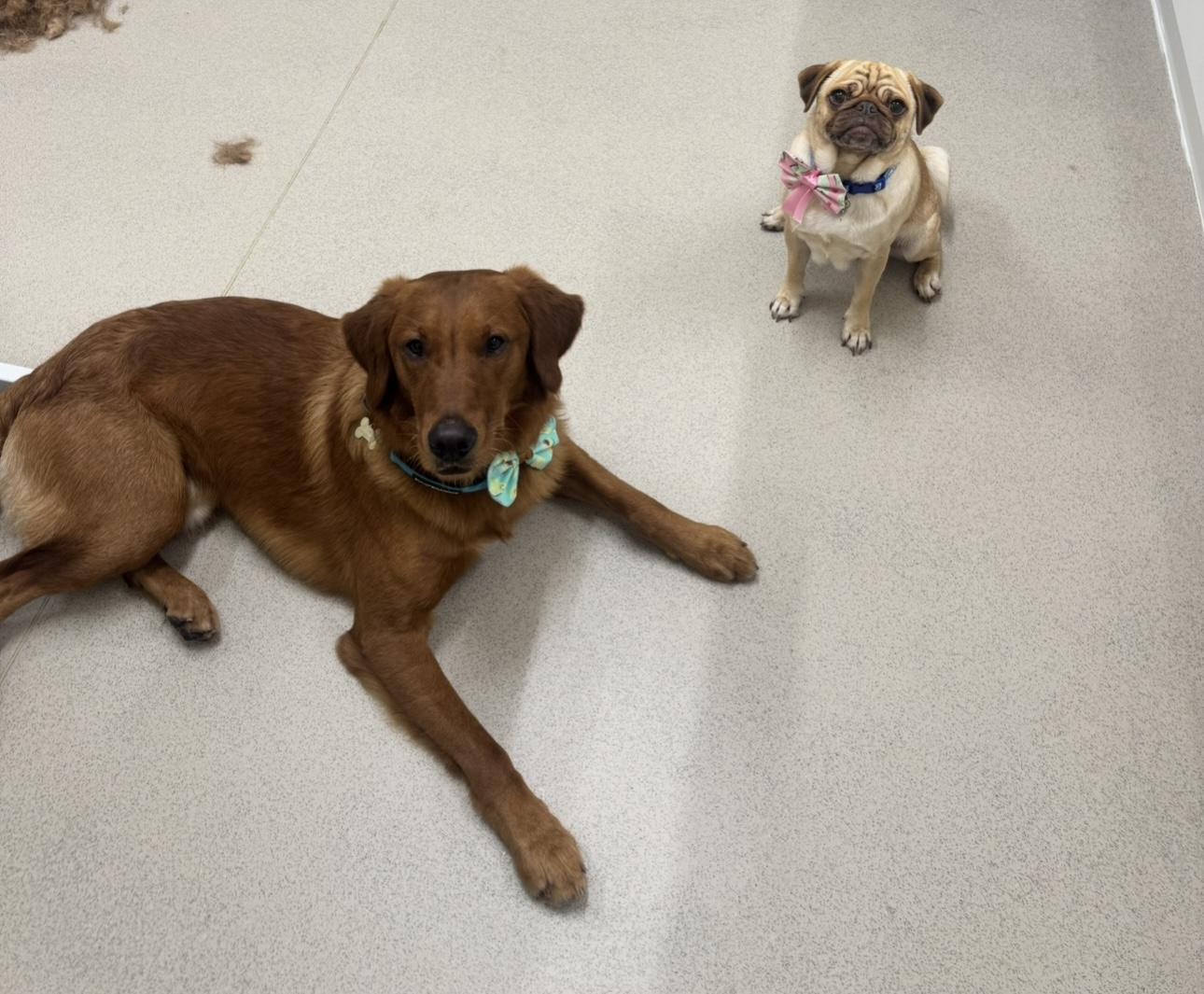 A Pug and Retriever relaxing together.
