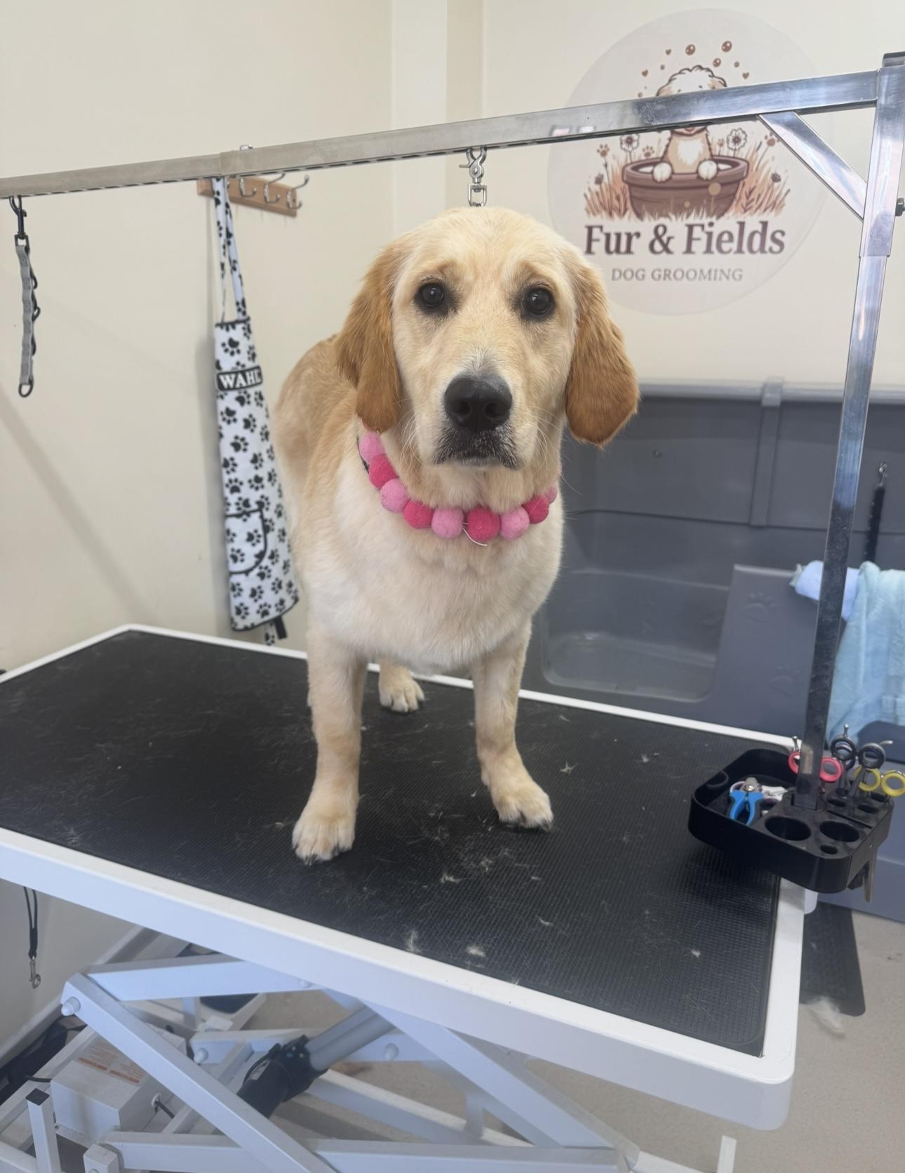 A blonde Golden Retriever after grooming.