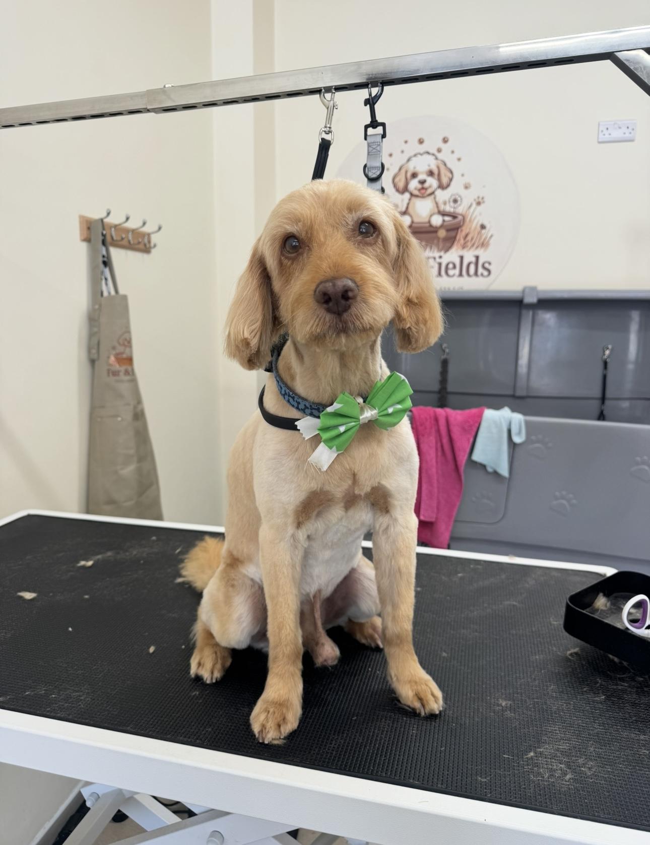 A ginger dog wearing a green bow.