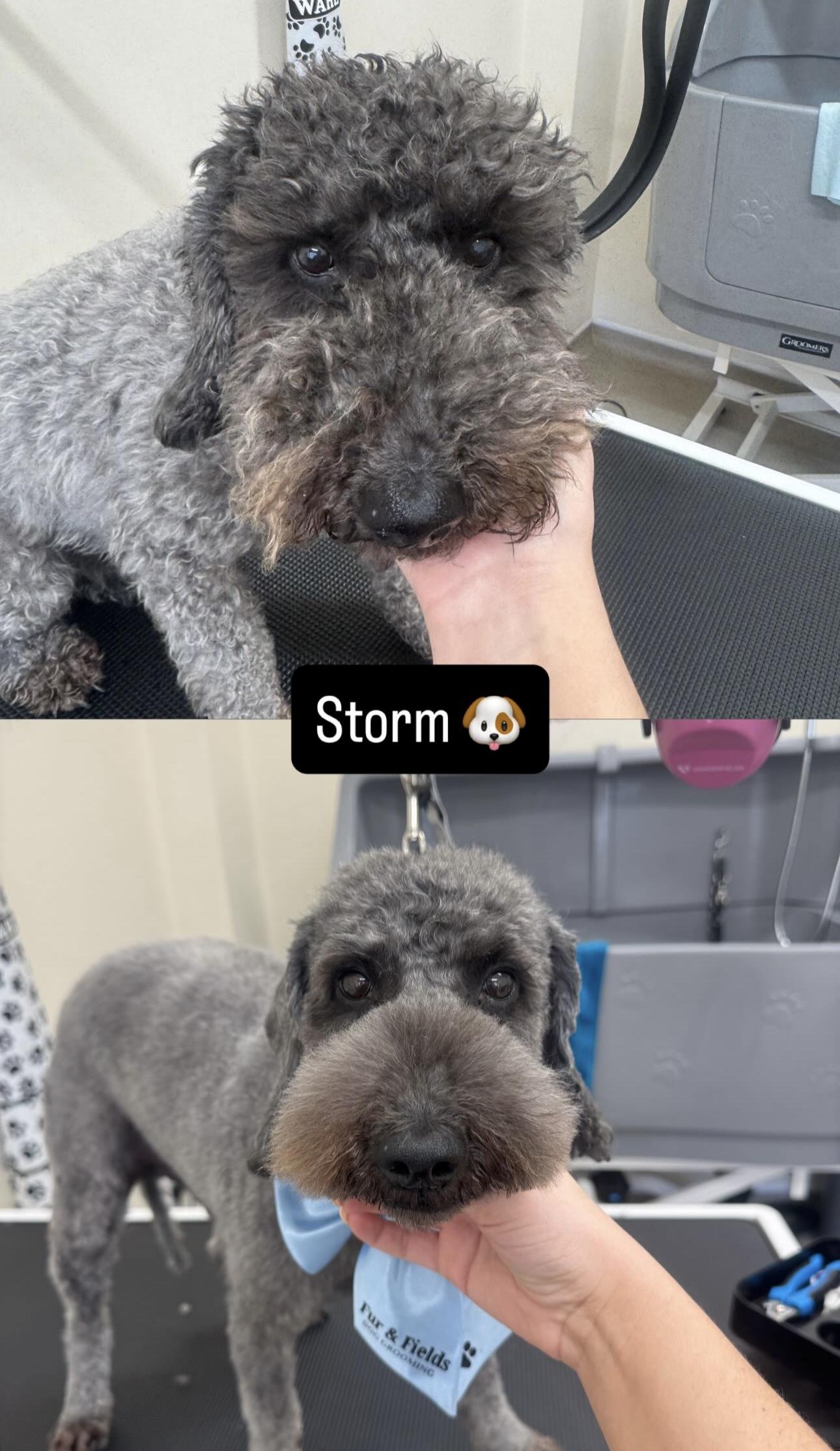 Before and after grooming photographs of a dog.