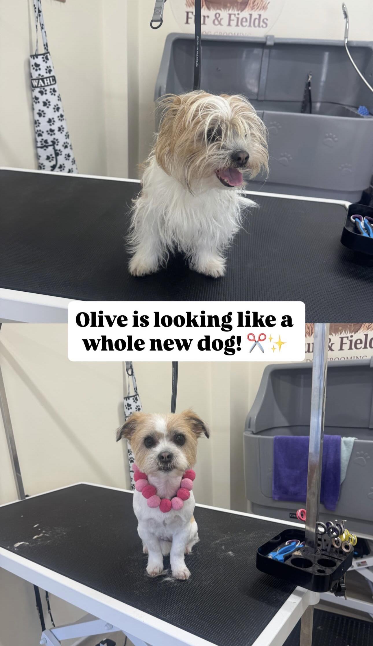 Before and after grooming photographs of Olive.
