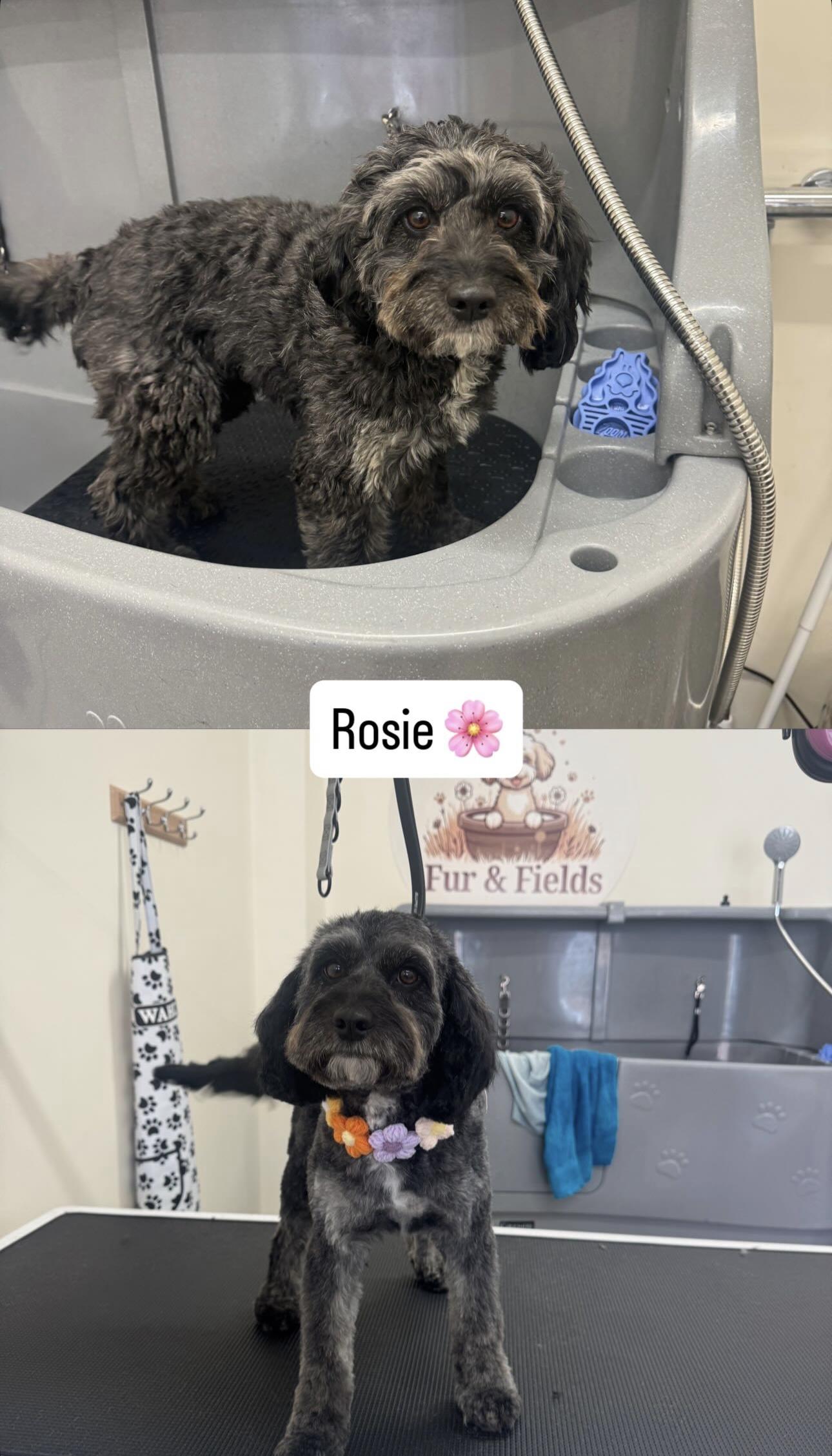 Before and after grooming photographs of Rosie.