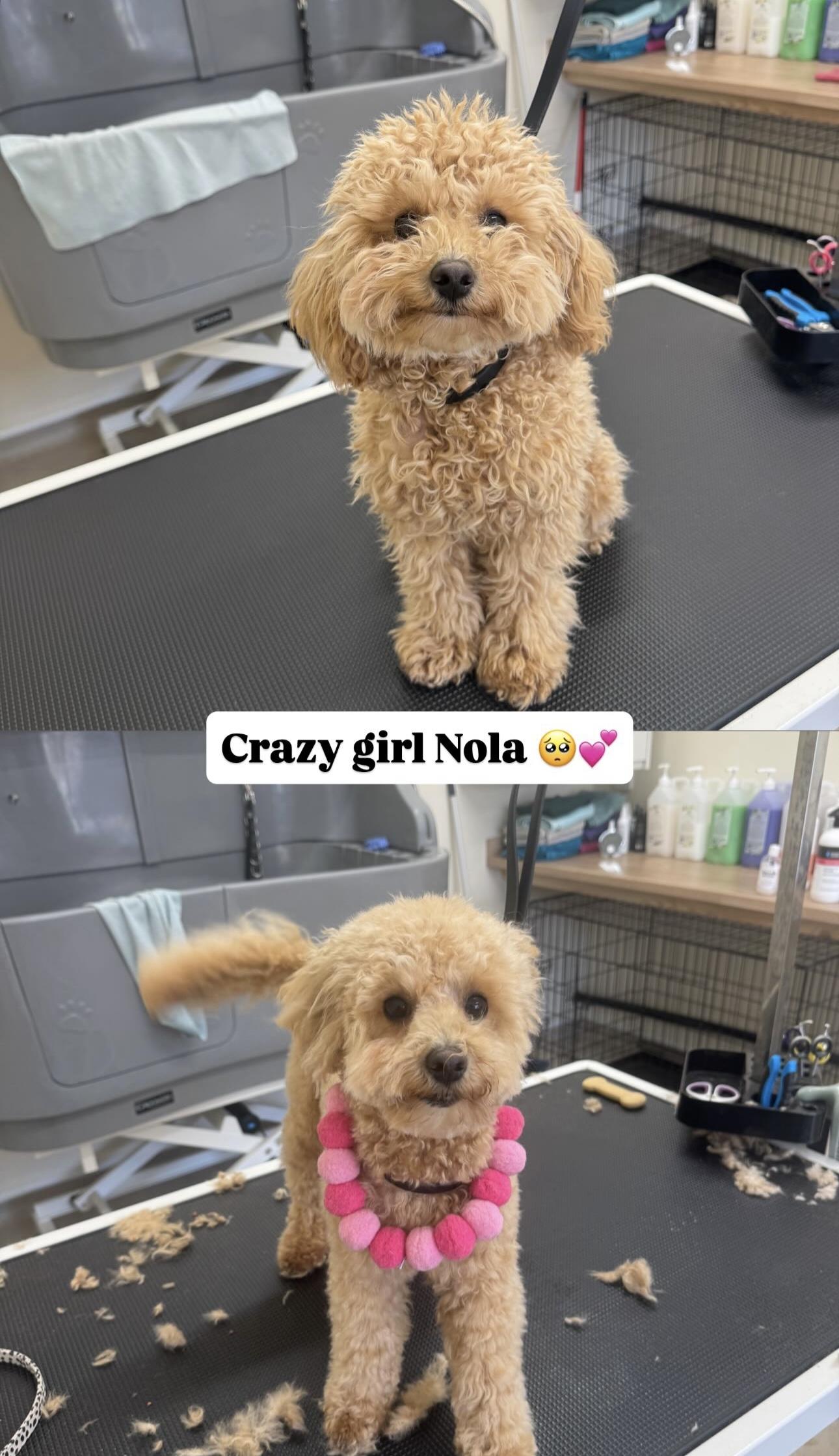 Before and after grooming photographs of a small dog.