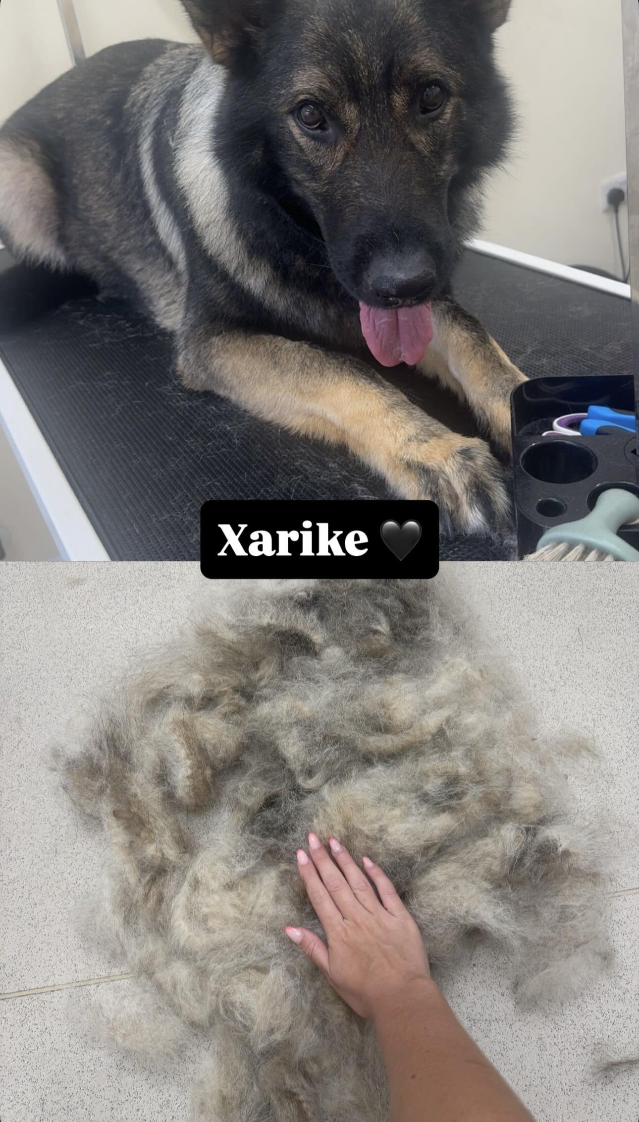 Before and after grooming photographs showing coat removal.