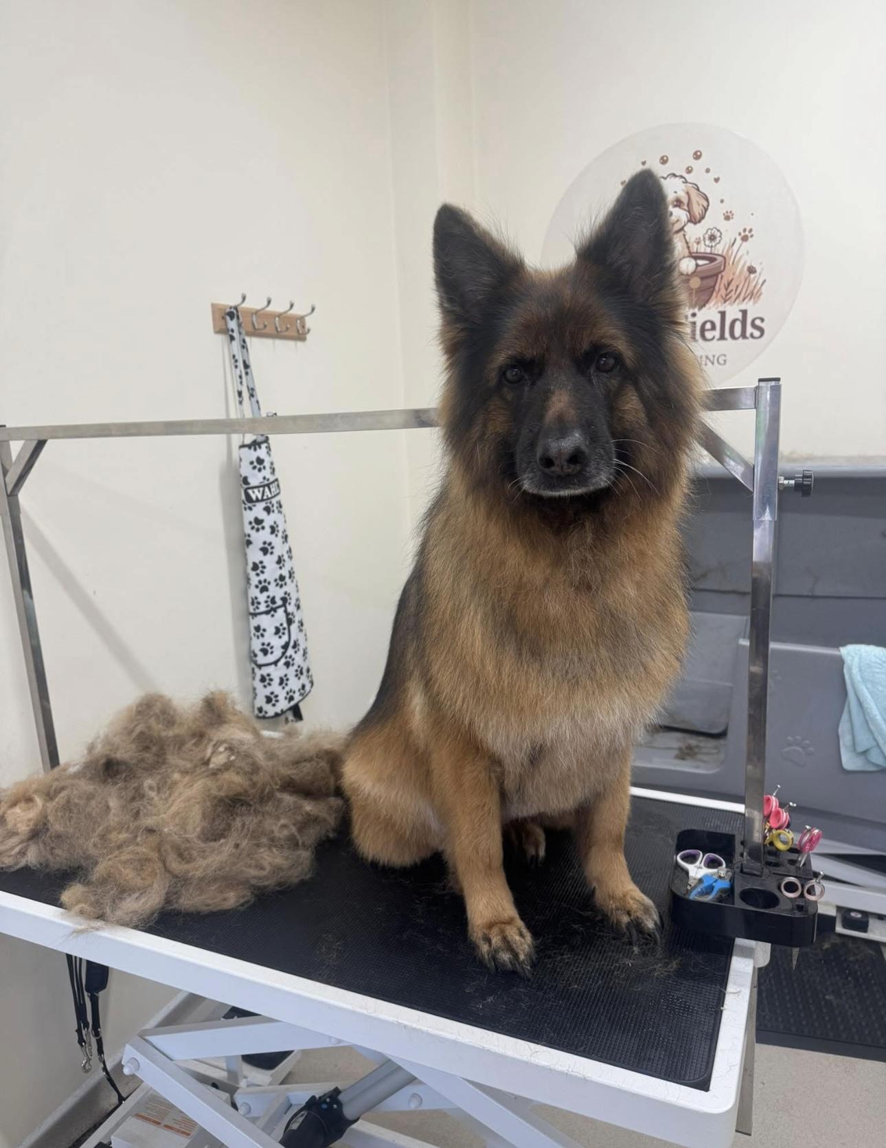 A Golden Retriever receiving a professional de-shedding treatment.