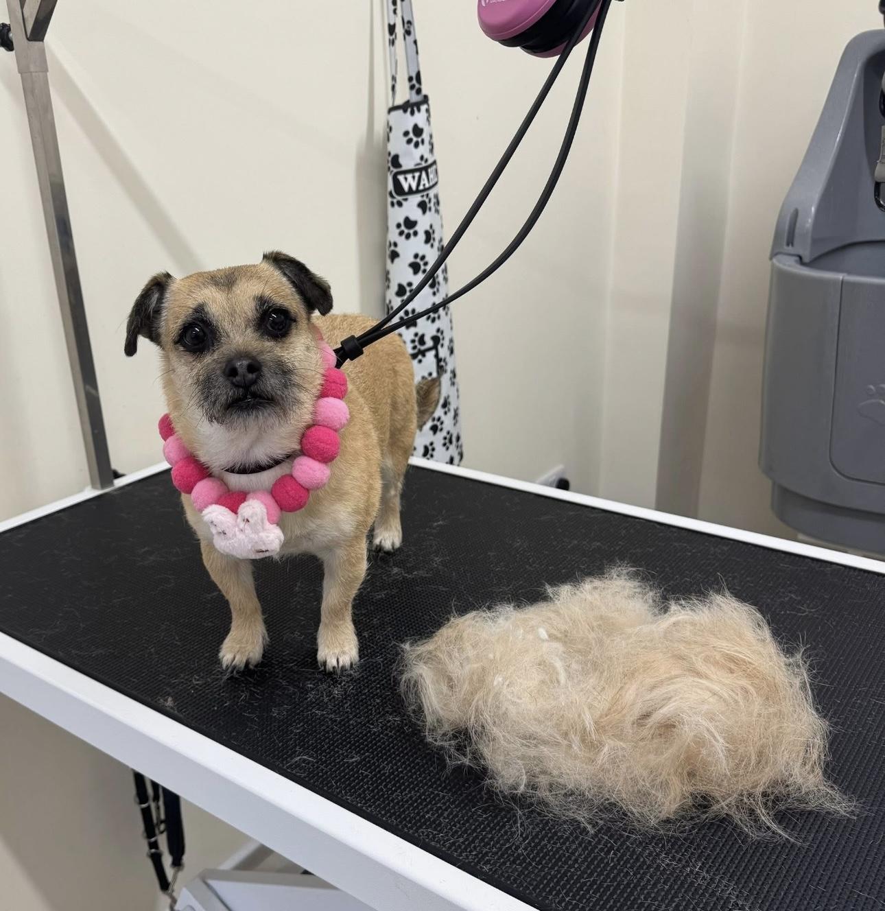 A wire-haired terrier receiving a specialist hand-stripping treatment.