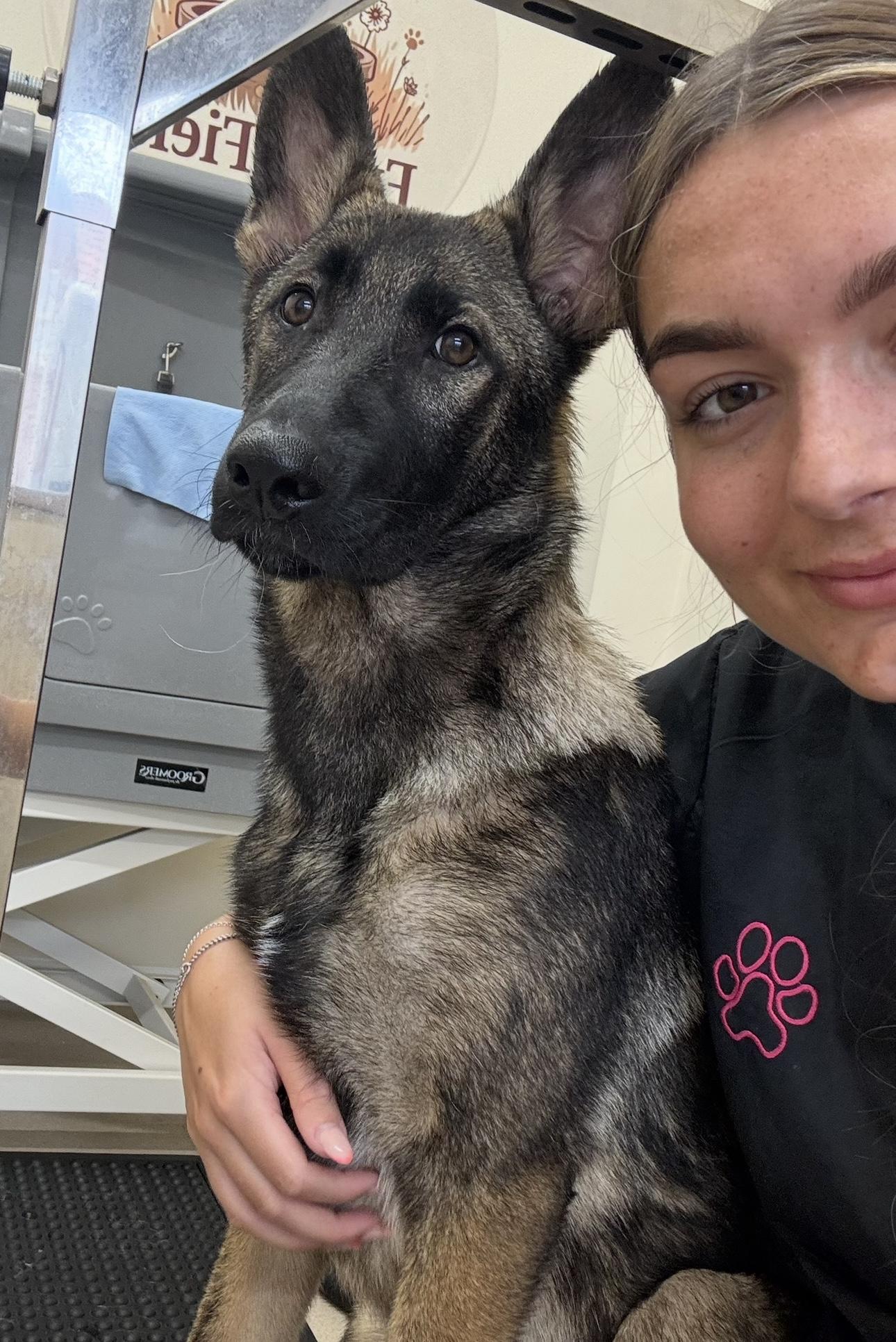A puppy receiving a gentle introduction to grooming.