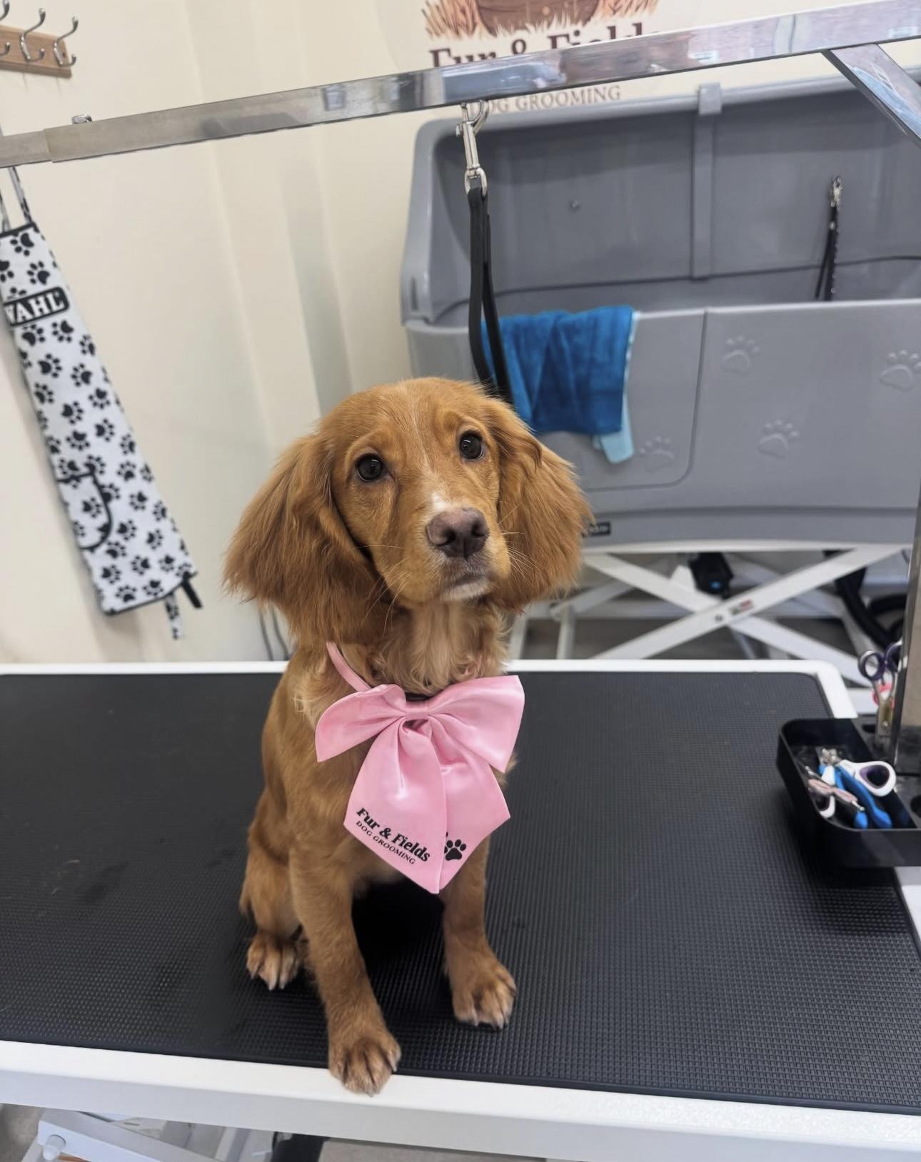 Annie with a freshly groomed ginger Cockapoo wearing a pink bow.